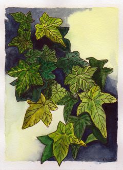 #WorldWatercolor Month July 14 Ivy Leaves