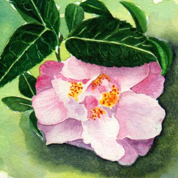 #WorldWatercolor Month July17 Pink Camelia