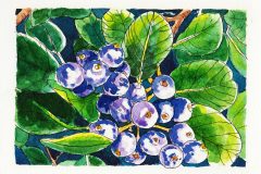 #WorldWatercolorMonth July1 Purple Berries