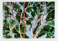 #WorldWatercolorMonth July 4 Gum Branches