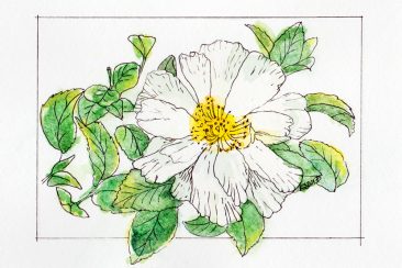 #WorldWatercolor Month July 5 Camellia