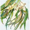Watercolour painting of gum leaves by Karen Smith