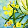 Watercolour painting of yellow wattle blossom by Karen Smith