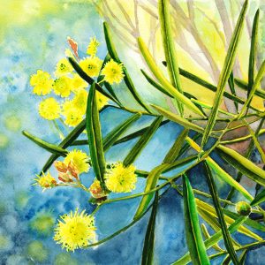 Watercolour painting of yellow wattle blossom by Karen Smith